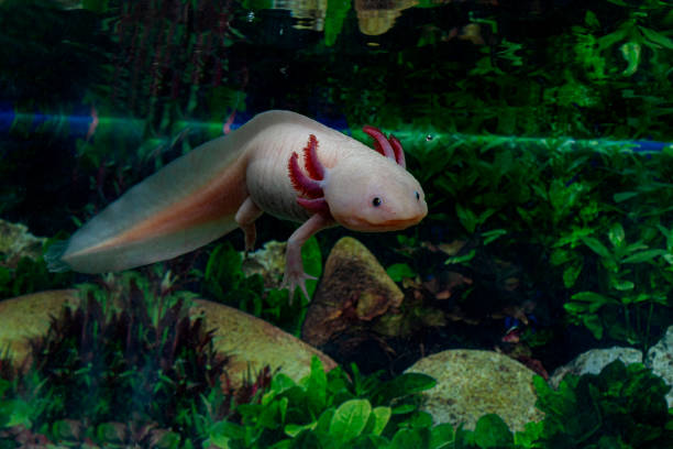 Axolotl