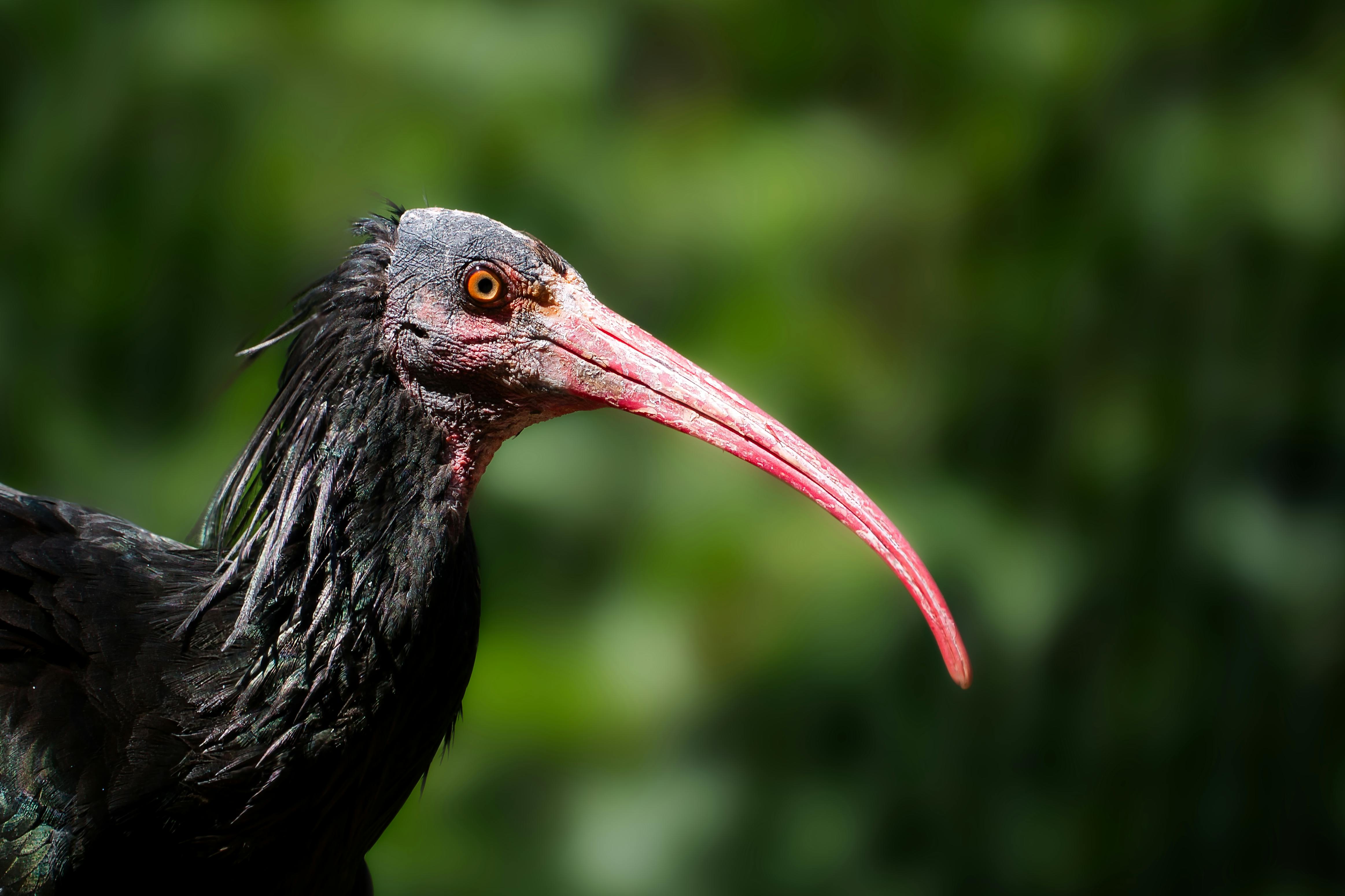 Northern Bald Ibis