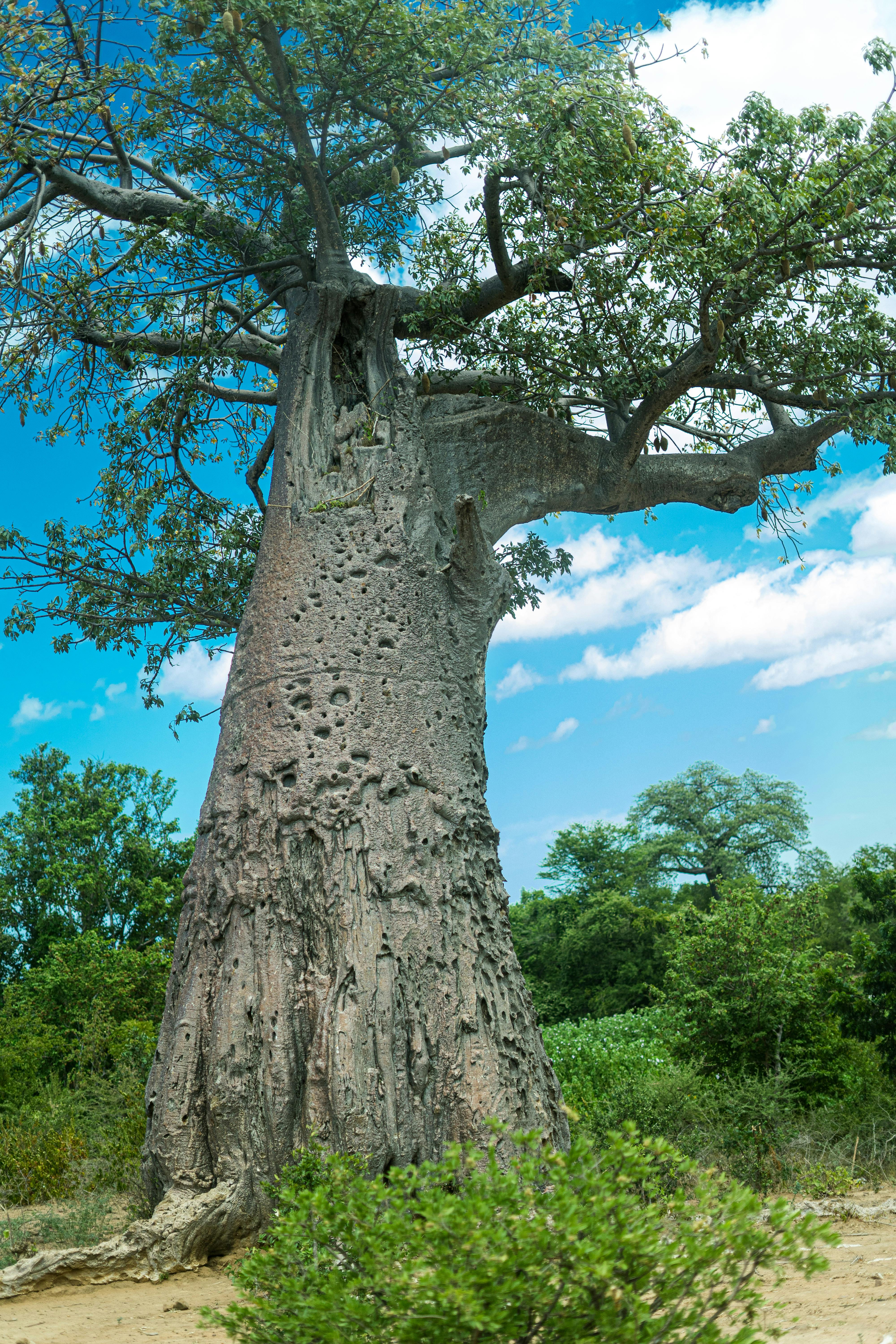 Baobab Tree