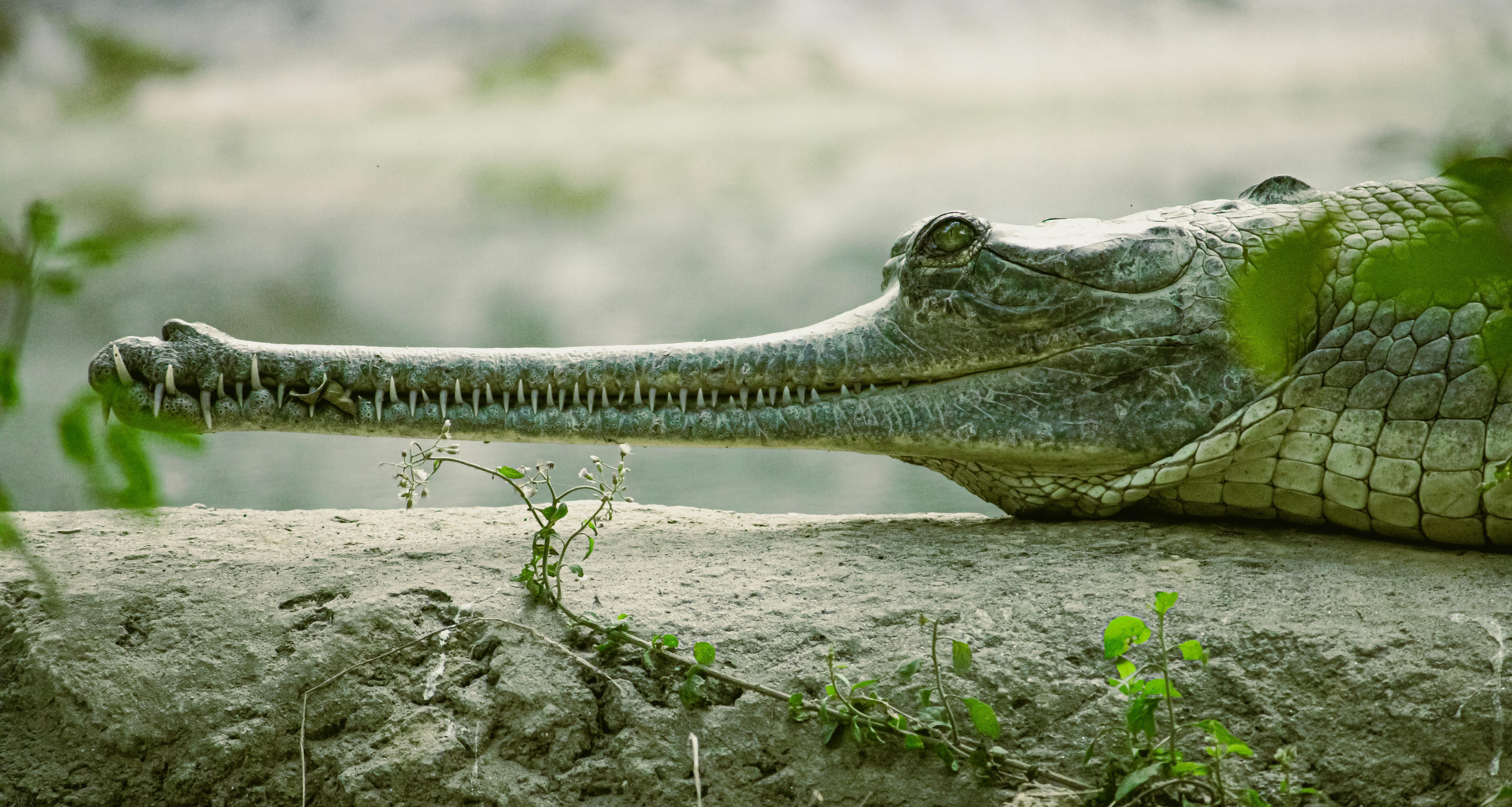 Gharial