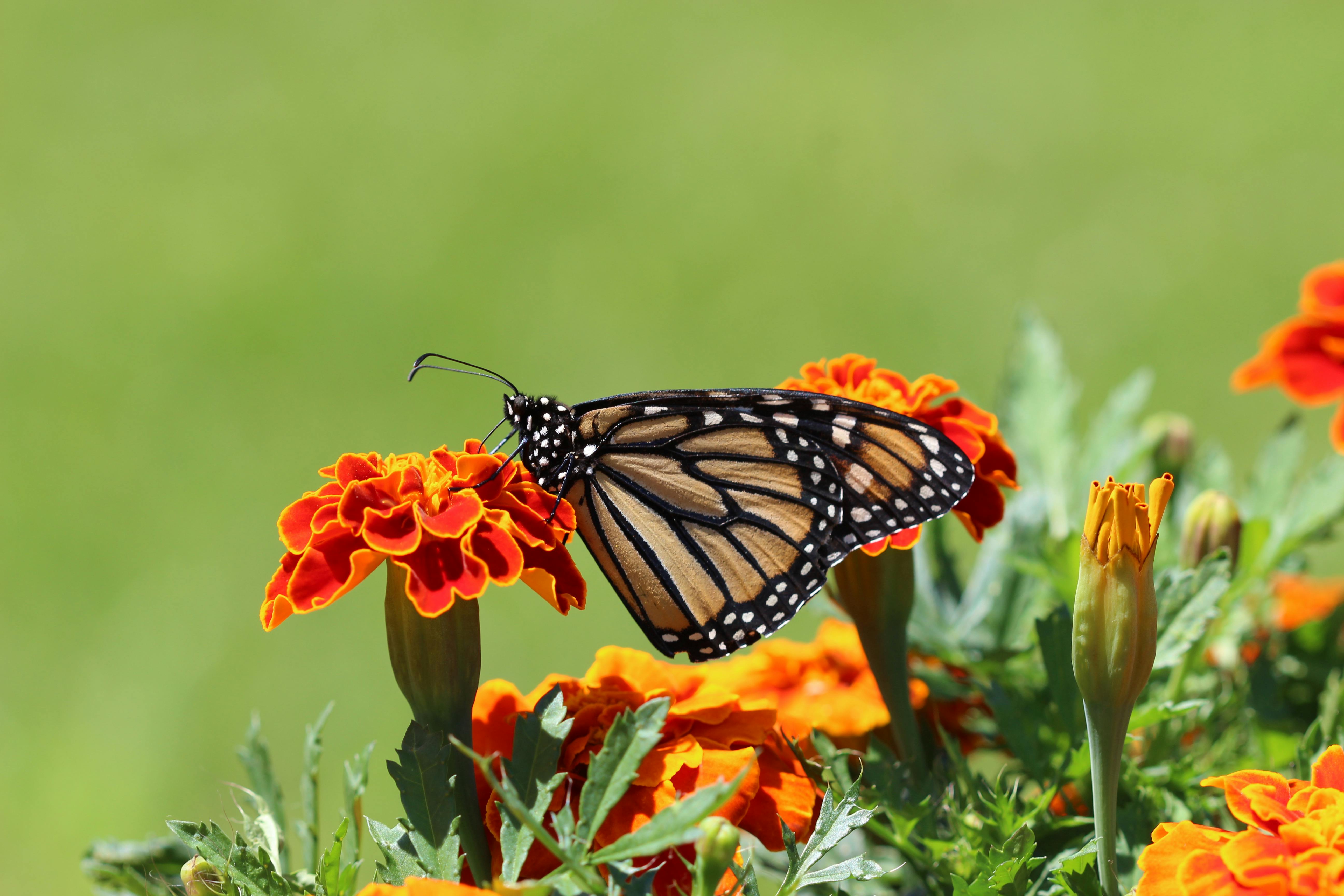 Monarch Butterfly