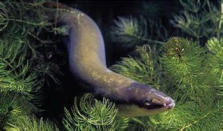 European Eel