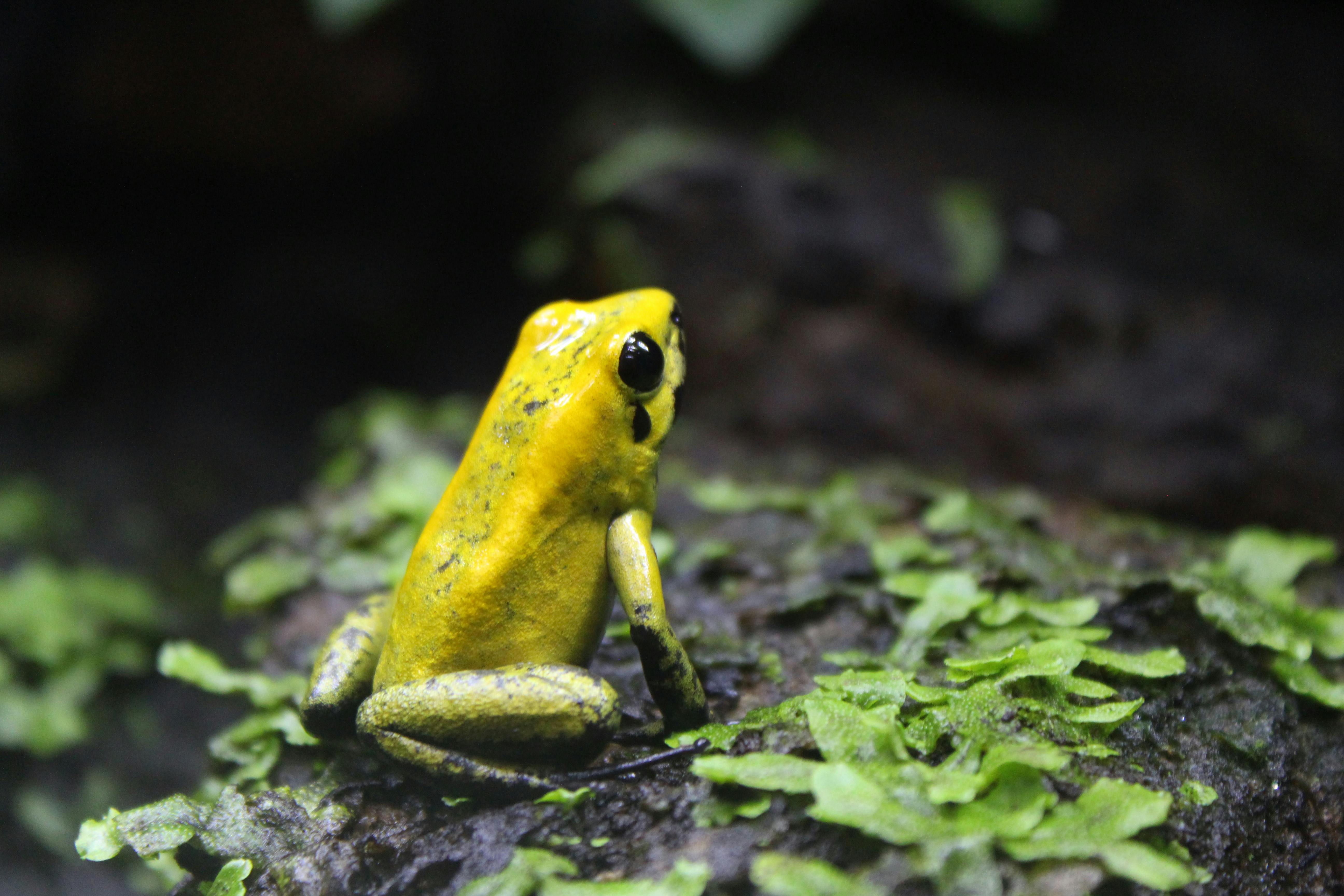 Golden Poison Frog