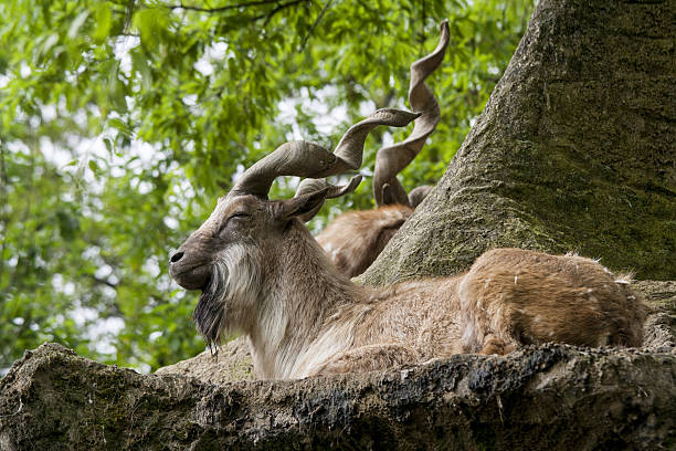 Markhor