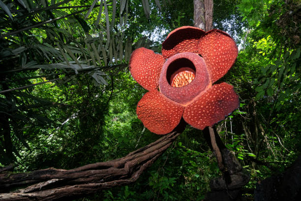 Rafflesia Arnoldii