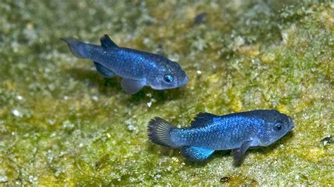 Devil’s Hole Pupfish