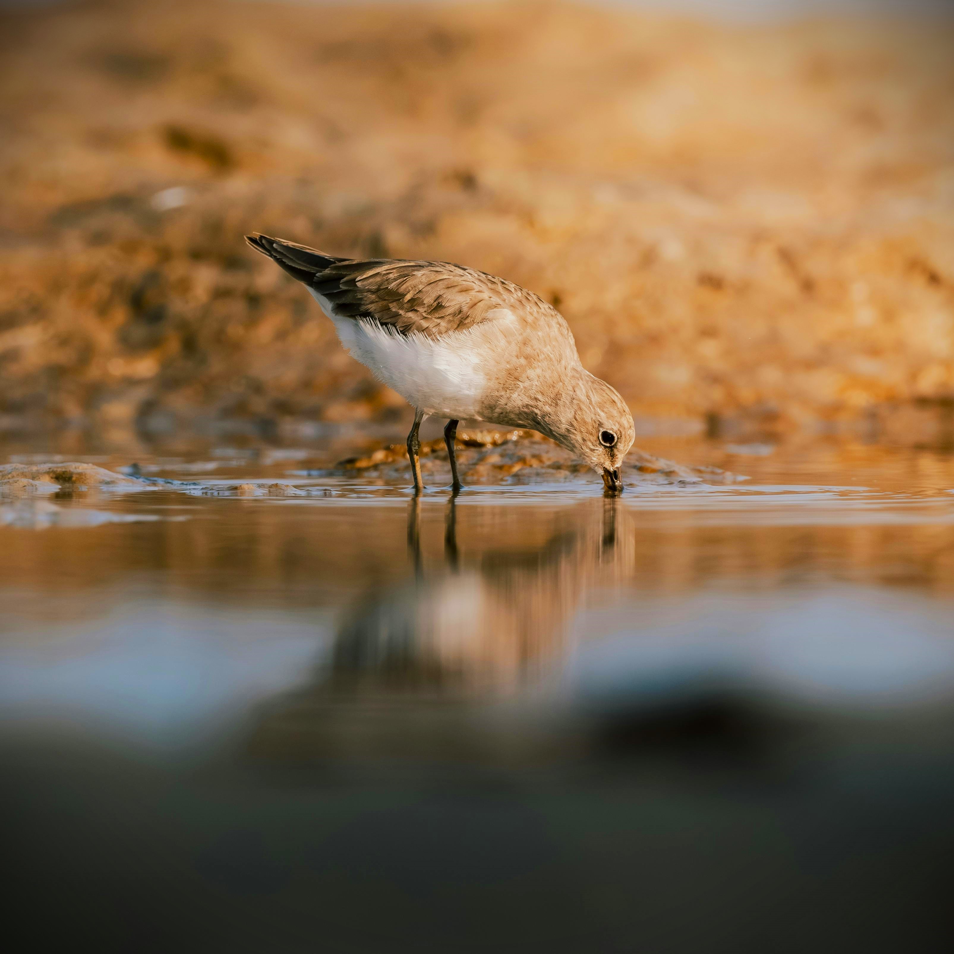 Spoon-Billed Sandpiper
