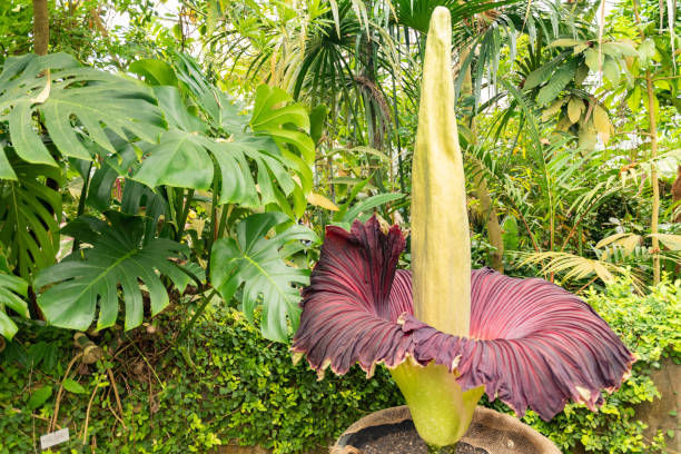 Titan Arum