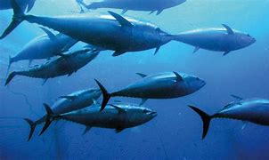 Bluefin Tuna