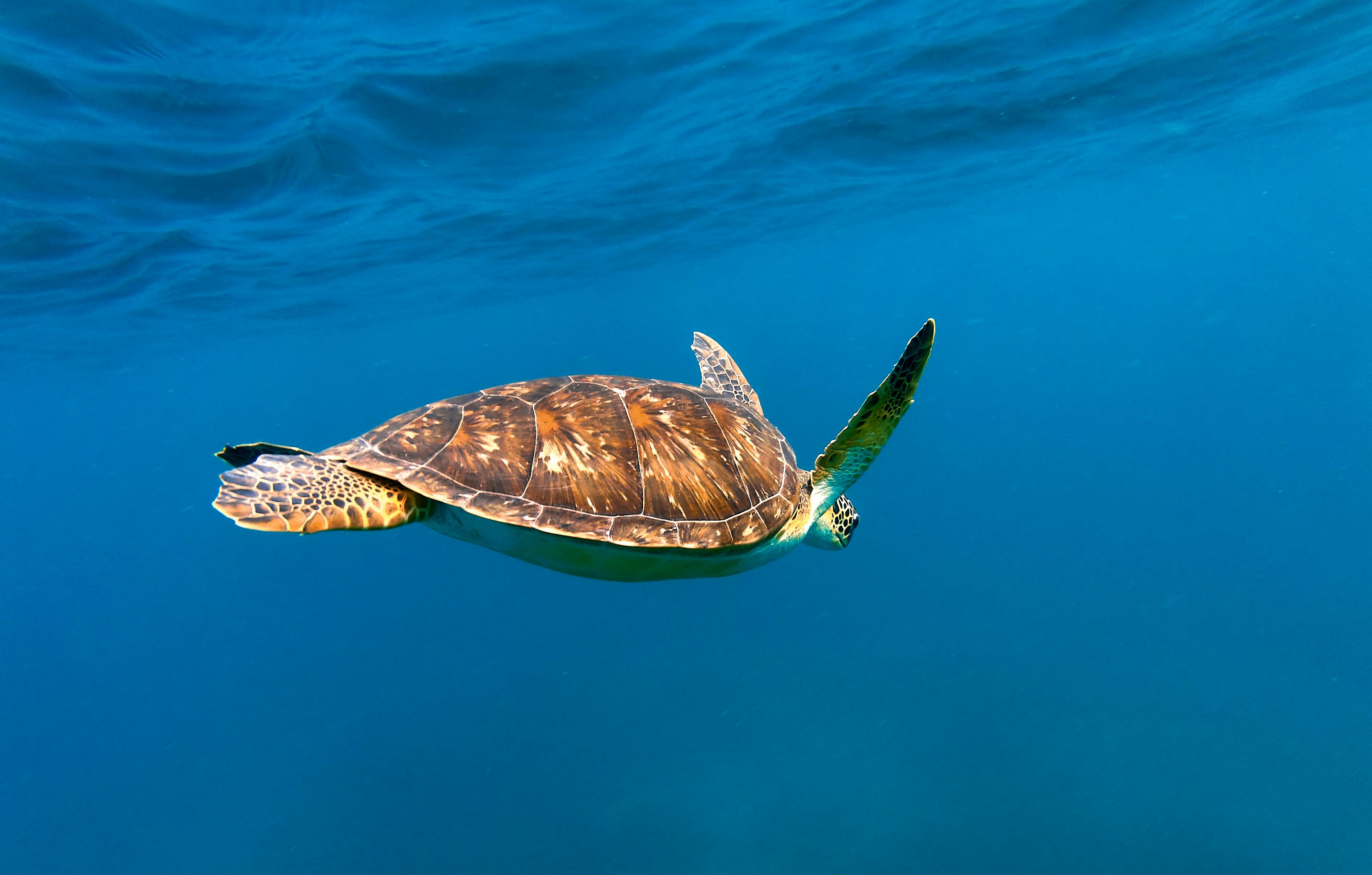 Hawksbill Sea Turtle
