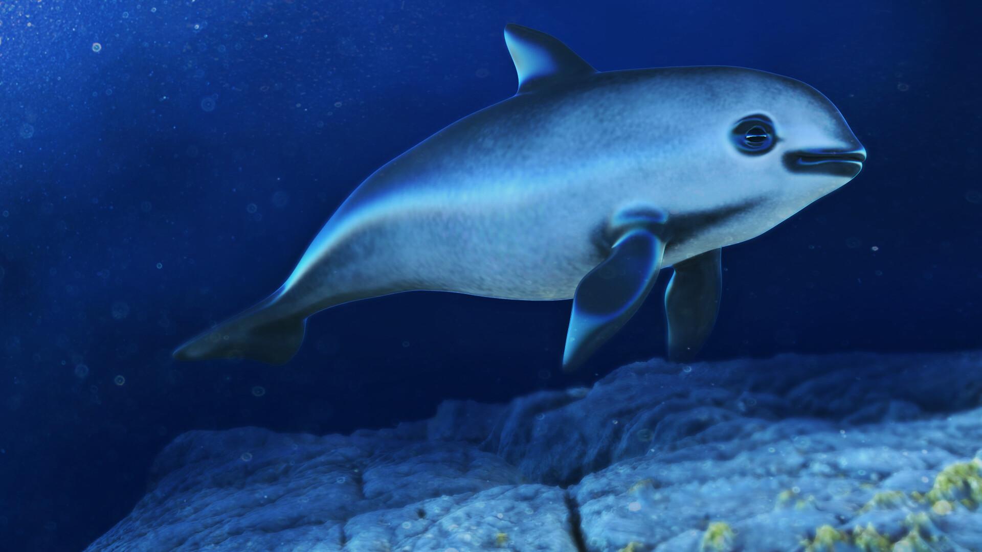 Vaquita Porpoise