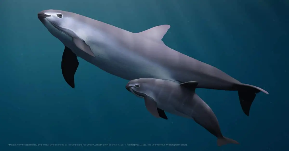 Vaquita
